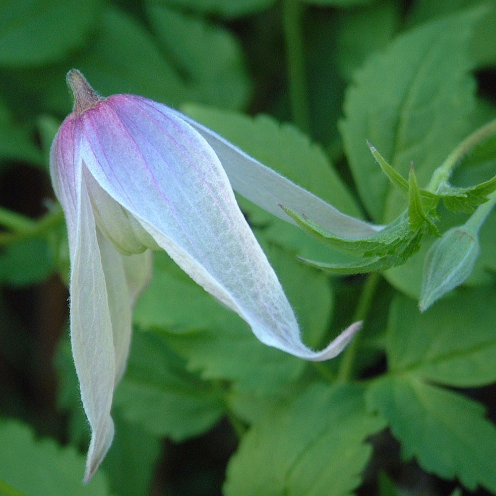 Clematis alpina Willy